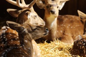 コンドームを付けた場合の妊娠確率はどのくらい？