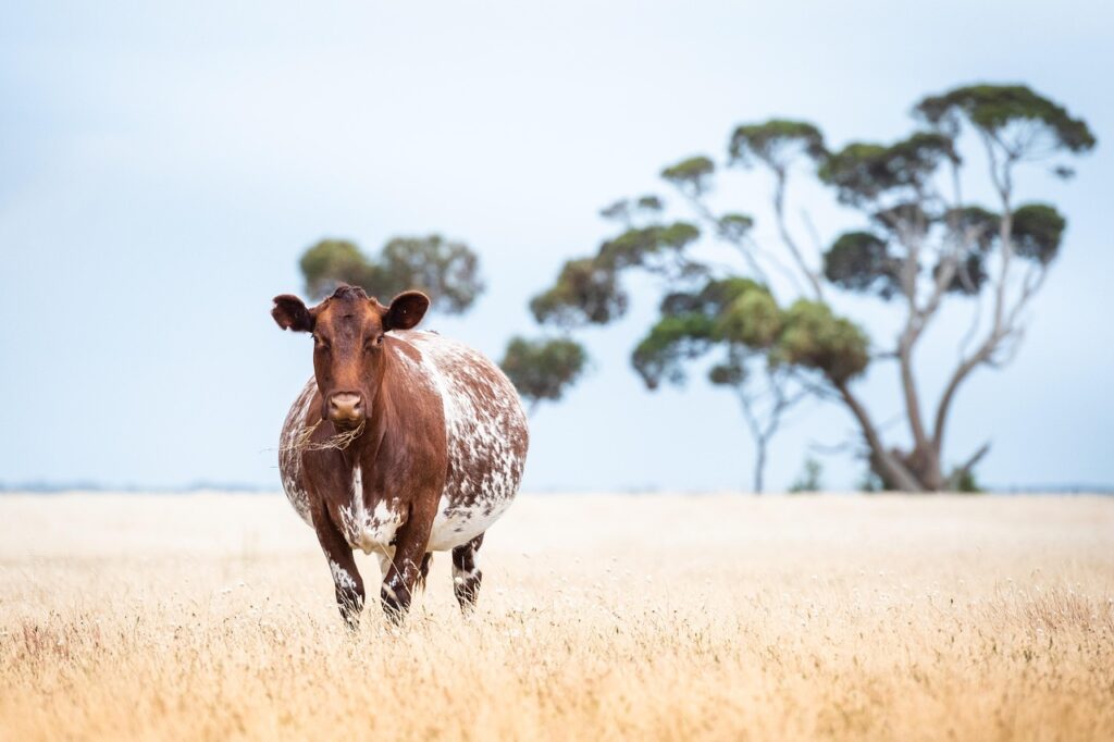 コンドームを付けた時の妊娠確率はどれくらい？