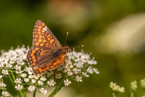 デリケートゾーンのかゆみがひどい時の対処法は？