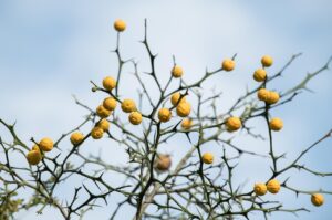 膣カンジダの症状にはどんなものがあるの？