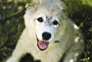 デリケートゾーン脱毛のトラブルに対処する方法は？