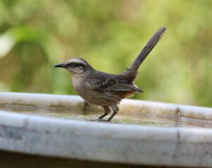 吸水ショーツの蒸れにくい選び方は？