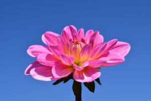 吸水ショーツは生理終わりの時期にどれほど便利なのか？