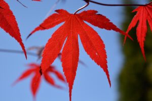 生理終わり頃に陰部がヒリヒリする原因は何ですか？