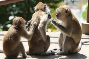 陰部のかゆみを伴う掻きすぎによる傷の原因は？