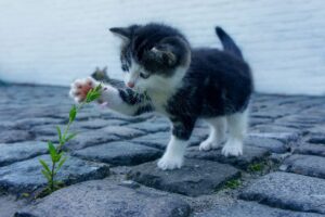 仕事中に気になるVラインのかぶれ対策は？